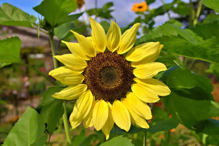 Nahaufnahme eines gelben Sonnenblumenkopfes