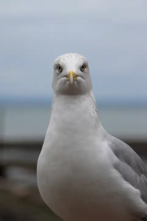 Close up of a single herring gull looking straight at camera