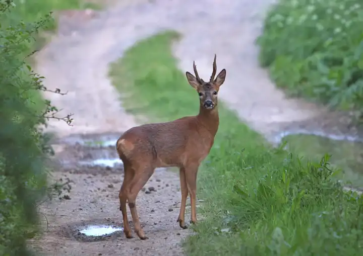 Roe deer on path in UK in spring