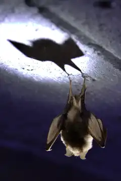 Bat hanging from ceiling with shadow