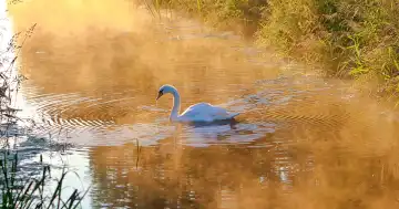 Swan on the river at dawn with ripples
