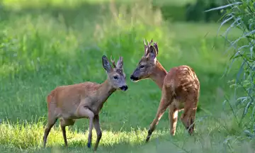 Two wild UK roe deer on grass