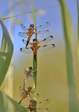 Dragonfly chasers perched on a reed