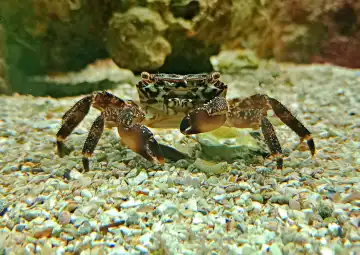 Kleine Krabbe unter Wasser schaut in die Kamera