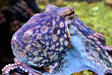 Close up of a blue octopus