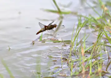 Chaser dragonfly hovering with downdraft rippling in water