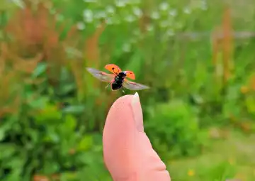 Ladybug or lady bird leaving a human thumb with wings out