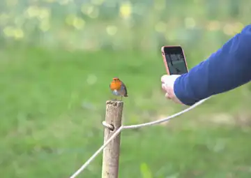 Person, die ein Rotkehlchen aus nächster Nähe mit einem Mobiltelefon fotografiert