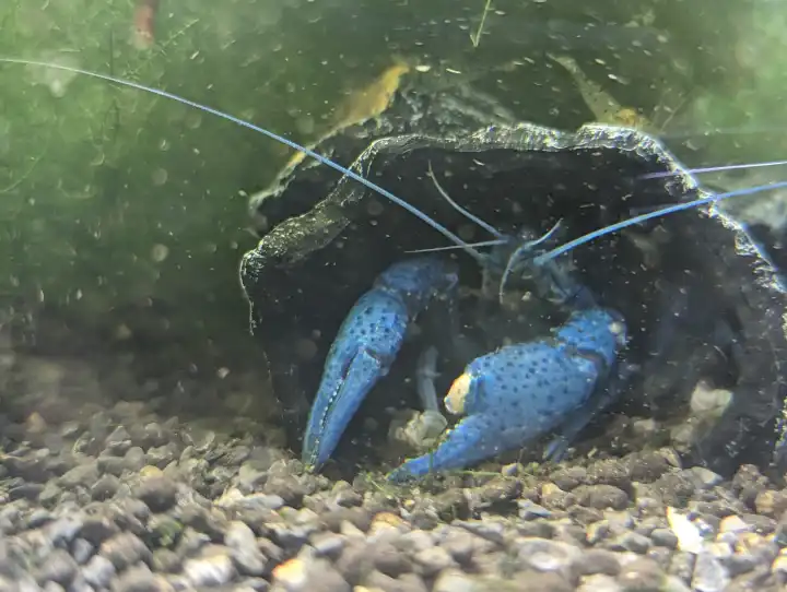 Ein blauer Floridakrebs in einem Aquarium