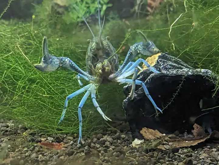 Ein blauer Floridakrebs in einem Aquarium