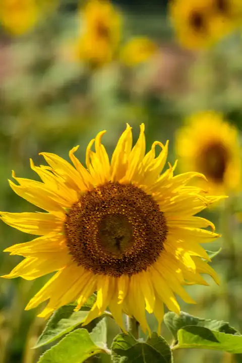 Sonnenblumen in der Natur