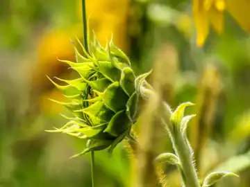 Sunflower bud