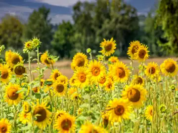 Sunflowers in nature