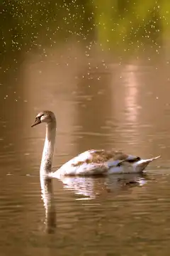 Artificial intelligence, the swan, generated with AI
